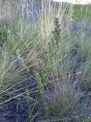 Artemisia commutata