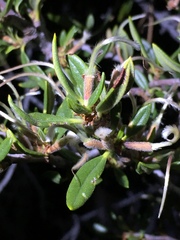 Cercocarpus ledifolius intermontanus