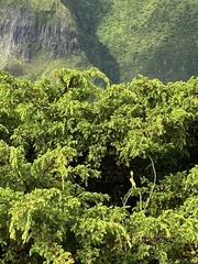 Juniperus brevifolia