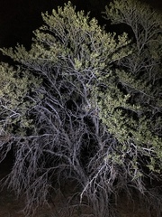 Cercocarpus ledifolius intermontanus