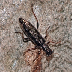 Lemidia subaenea
