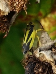 Evacanthus interruptus