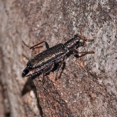 Lemidia subaenea
