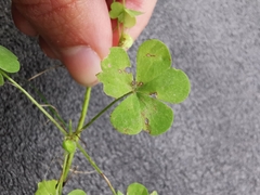Oxalis acetosella