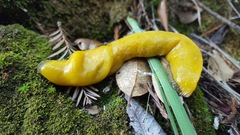 Ariolimax californicus
