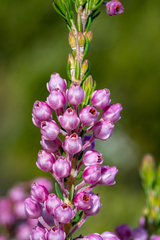 Erica irregularis