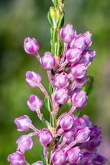 Erica irregularis