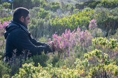 Erica irregularis