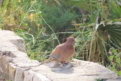 Streptopelia senegalensis