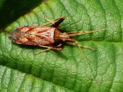 Phytocoris varipes