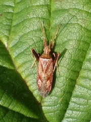 Phytocoris varipes