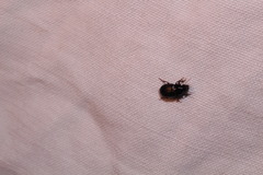 Harpalus anxius