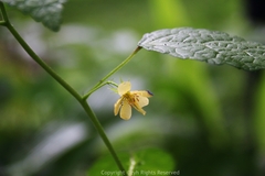 Corchoropsis crenata