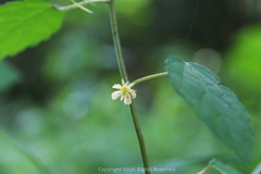 Corchoropsis crenata