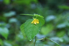 Corchoropsis crenata