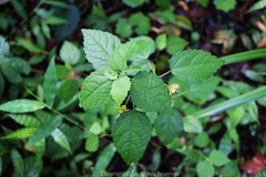 Corchoropsis crenata