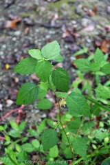 Corchoropsis crenata