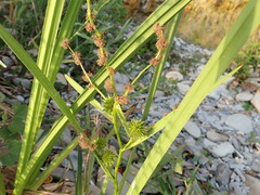 Sparganium erectum neglectum