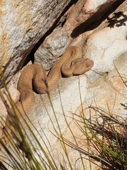 Bitis rubida