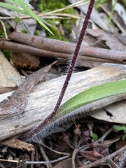 Caladenia concolor