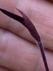 Caladenia concolor