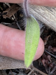 Caladenia concolor