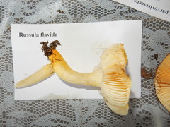 Russula flavida