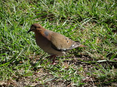 Zenaida aurita