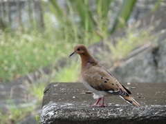 Zenaida aurita