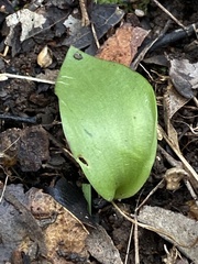 Eriochilus cucullatus