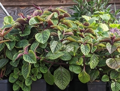 Plectranthus purpuratus