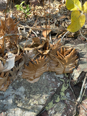 Drynaria quercifolia