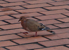 Zenaida aurita