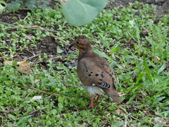 Zenaida aurita