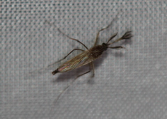 Coquillettidia perturbans