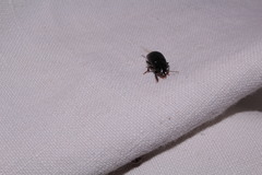 Harpalus anxius