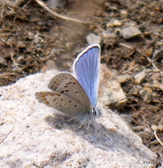 Plebejus fridayi