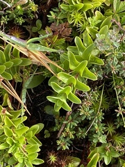 Lysimachia azorica
