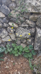 Crepis hierosolymitana