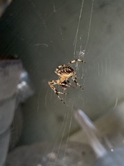 Araneus diadematus