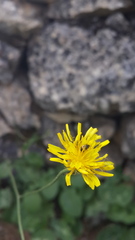 Crepis hierosolymitana