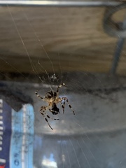 Araneus diadematus