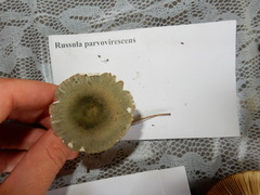 Russula parvovirescens