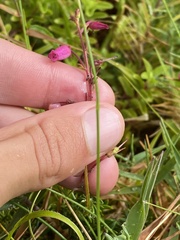 Daboecia azorica