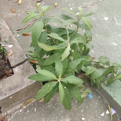 Cabobanthus polysphaerus