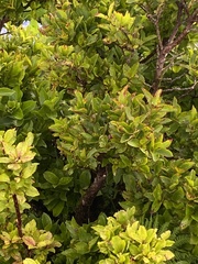 Vaccinium cylindraceum