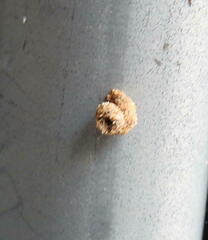 Apterona helicoidella