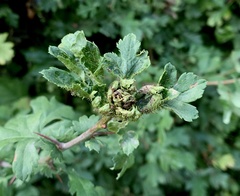 Dasineura crataegi