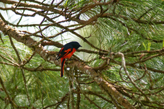 Pericrocotus ethologus