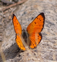 Lycaena cupreus